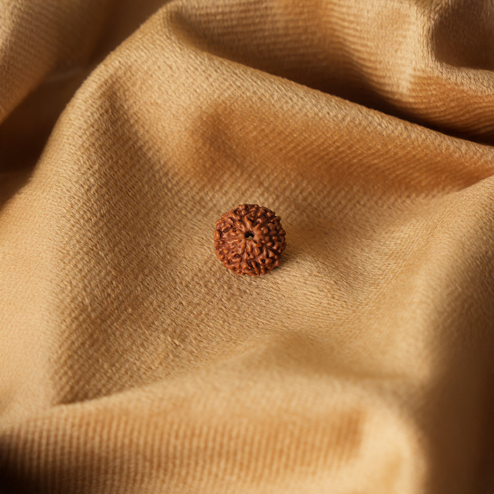 10 Mukhi Natural Rudraksha_ Lab Certified