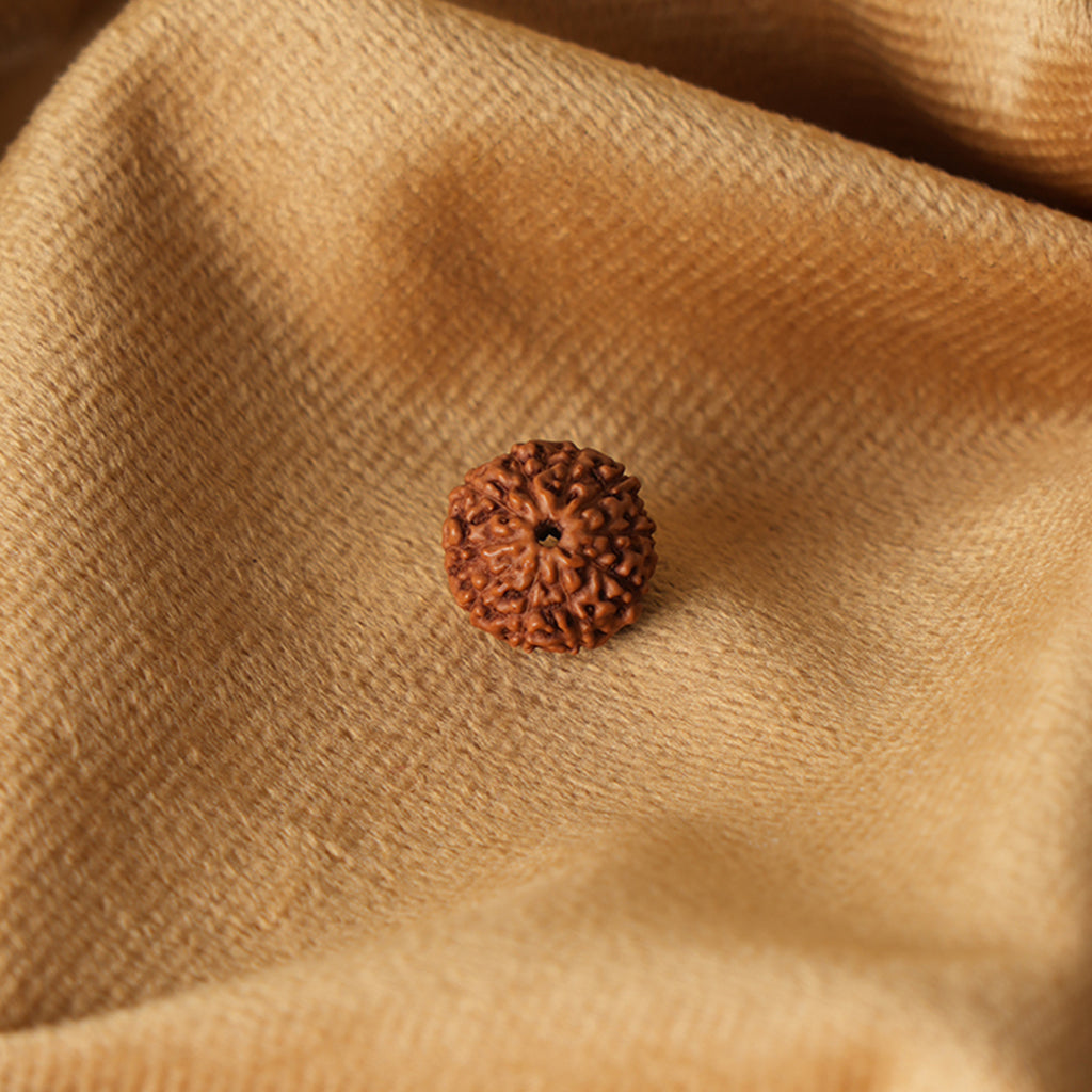 10 Mukhi Natural Rudraksha_ Lab Certified