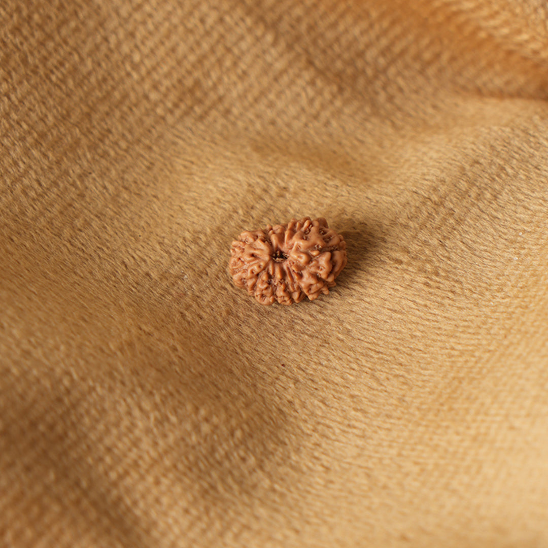 11 Mukhi Natural Rudraksha_ Lab Certified