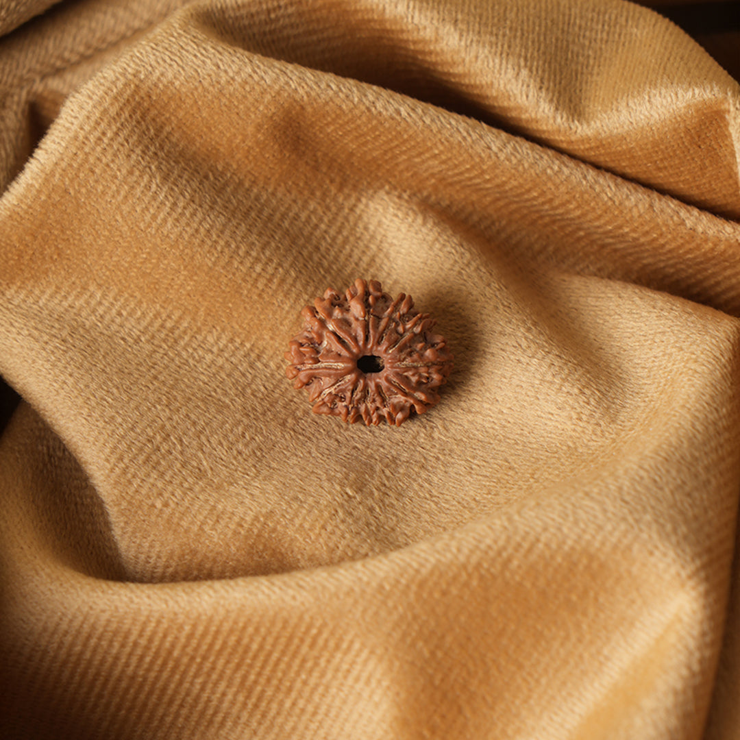 11 Mukhi Natural Rudraksha_ Lab Certified