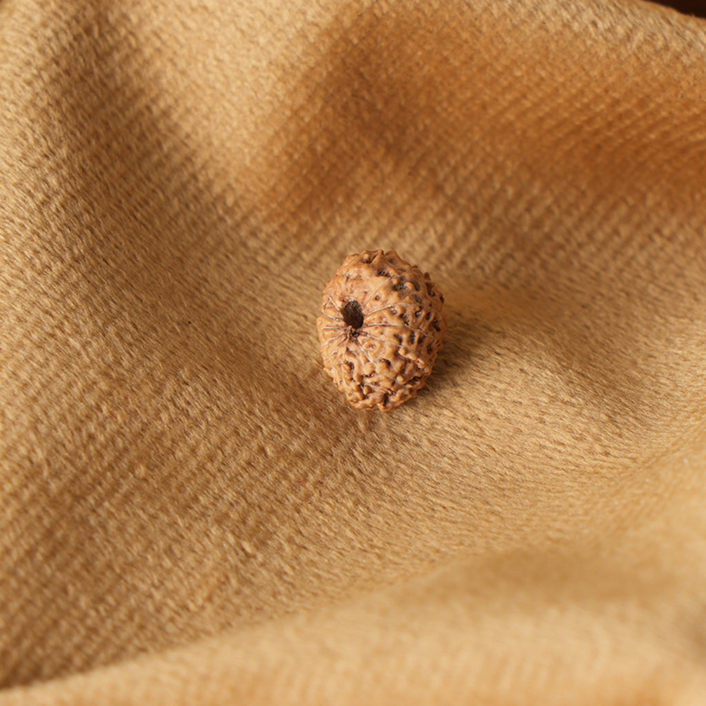 12 Mukhi Natural Rudraksha_ Lab Certified