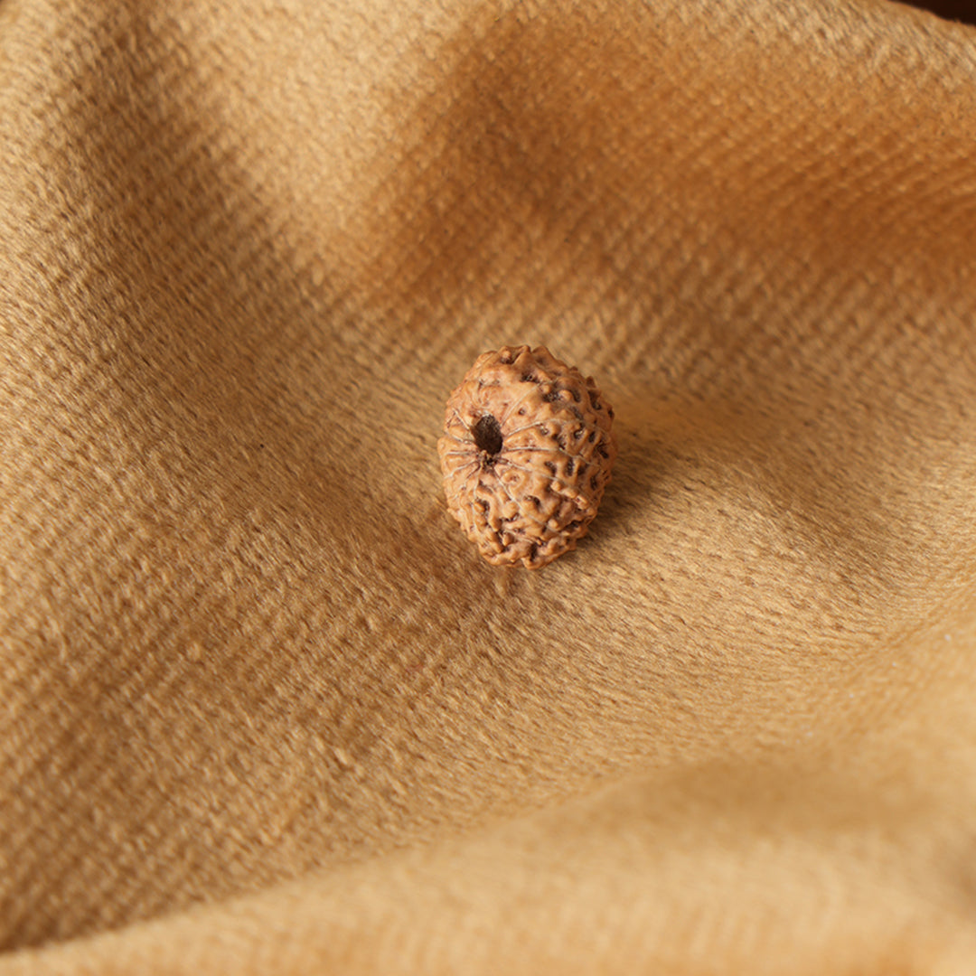 12 Mukhi Natural Rudraksha_ Lab Certified