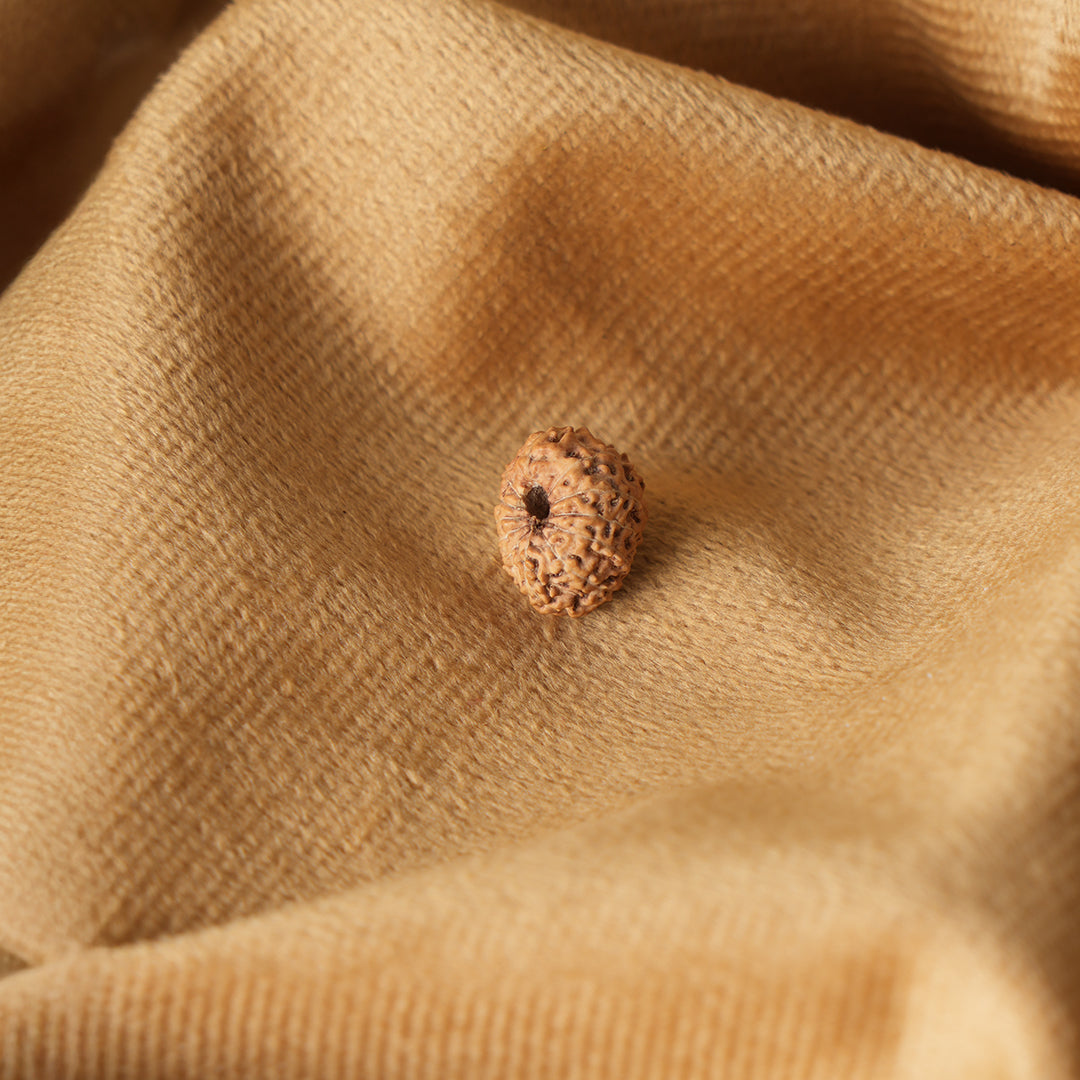 12 Mukhi Natural Rudraksha_ Lab Certified