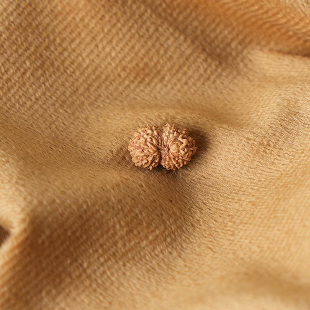 13 Mukhi Natural Rudraksha_ Lab Certified