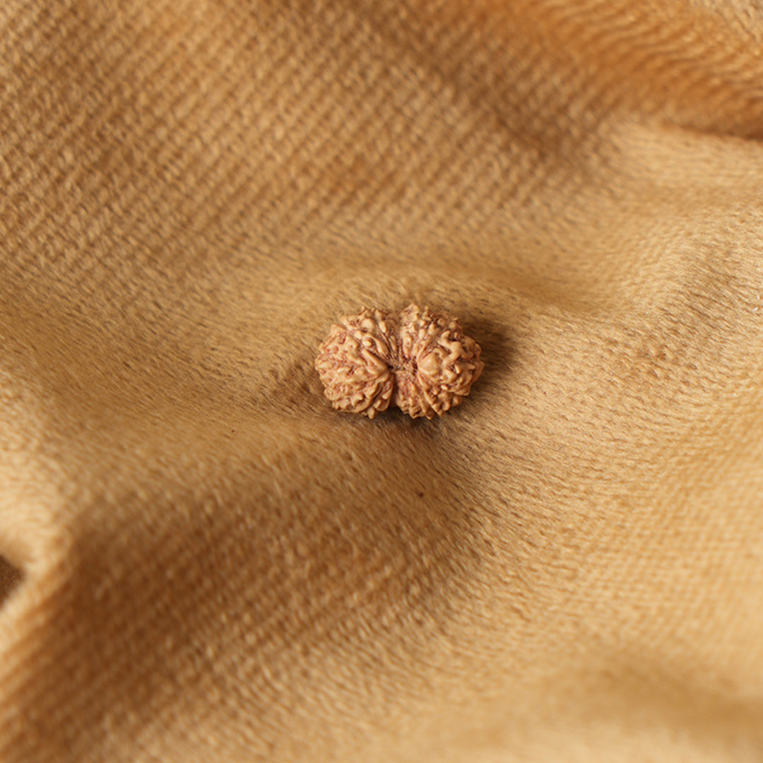 13 Mukhi Natural Rudraksha_ Lab Certified