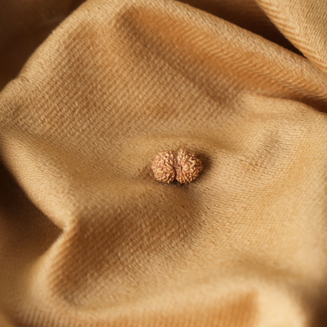 13 Mukhi Natural Rudraksha_ Lab Certified