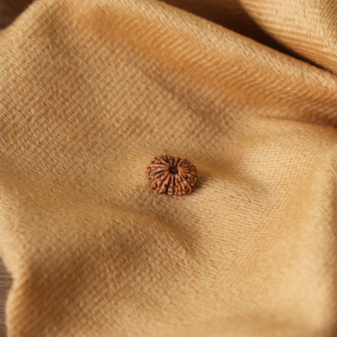 14 Mukhi Natural Rudraksha_ Lab Certified