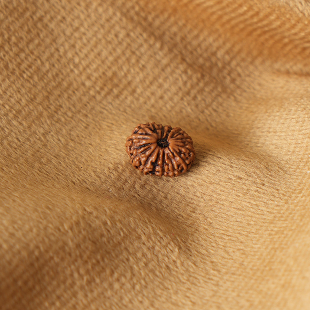 14 Mukhi Natural Rudraksha_ Lab Certified
