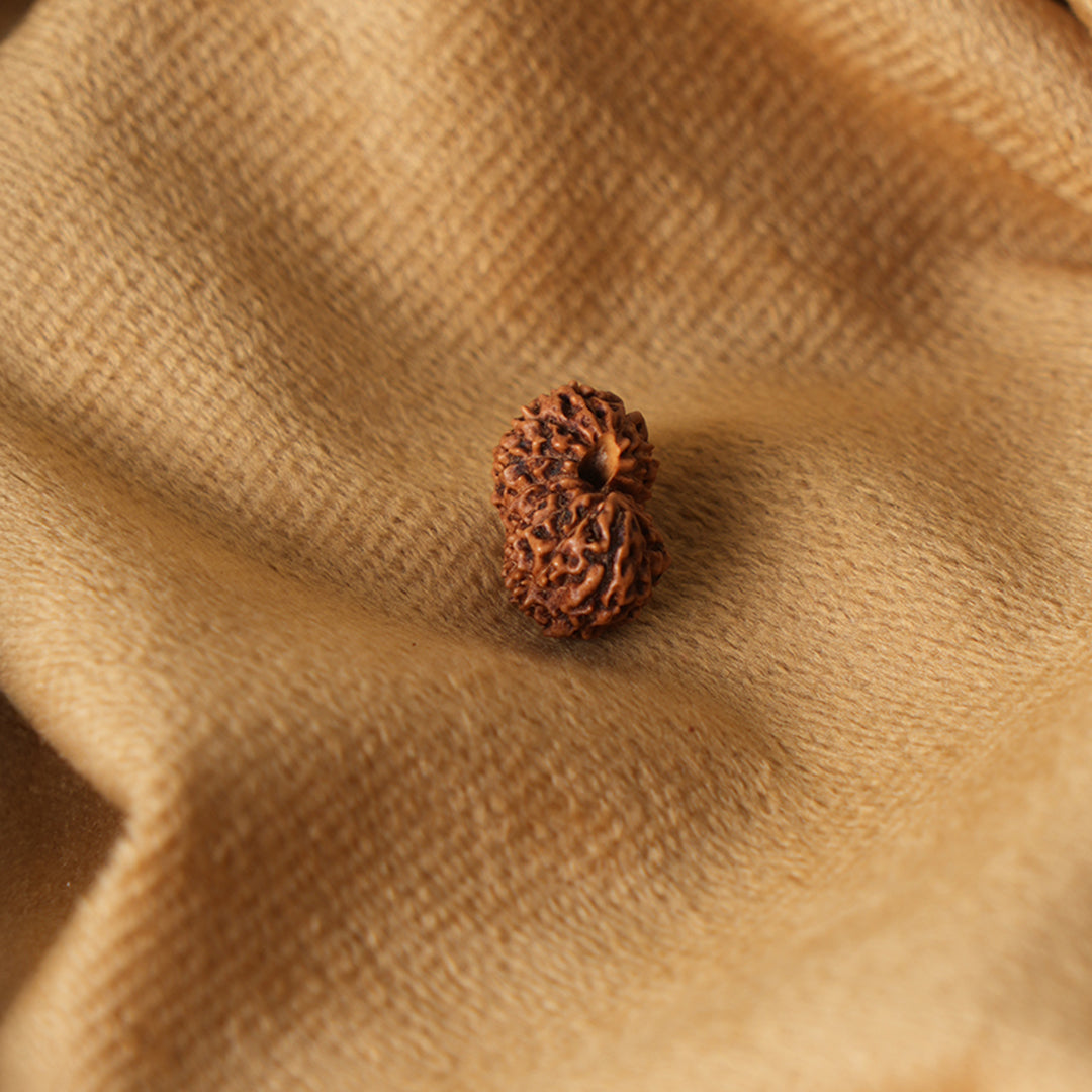 15 Mukhi Natural Rudraksha_ Lab Certified