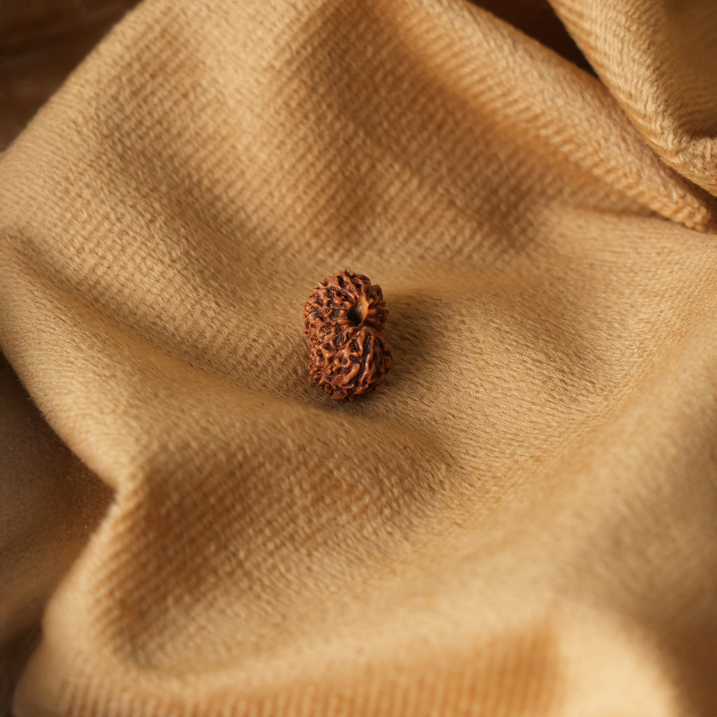 15 Mukhi Natural Rudraksha_ Lab Certified
