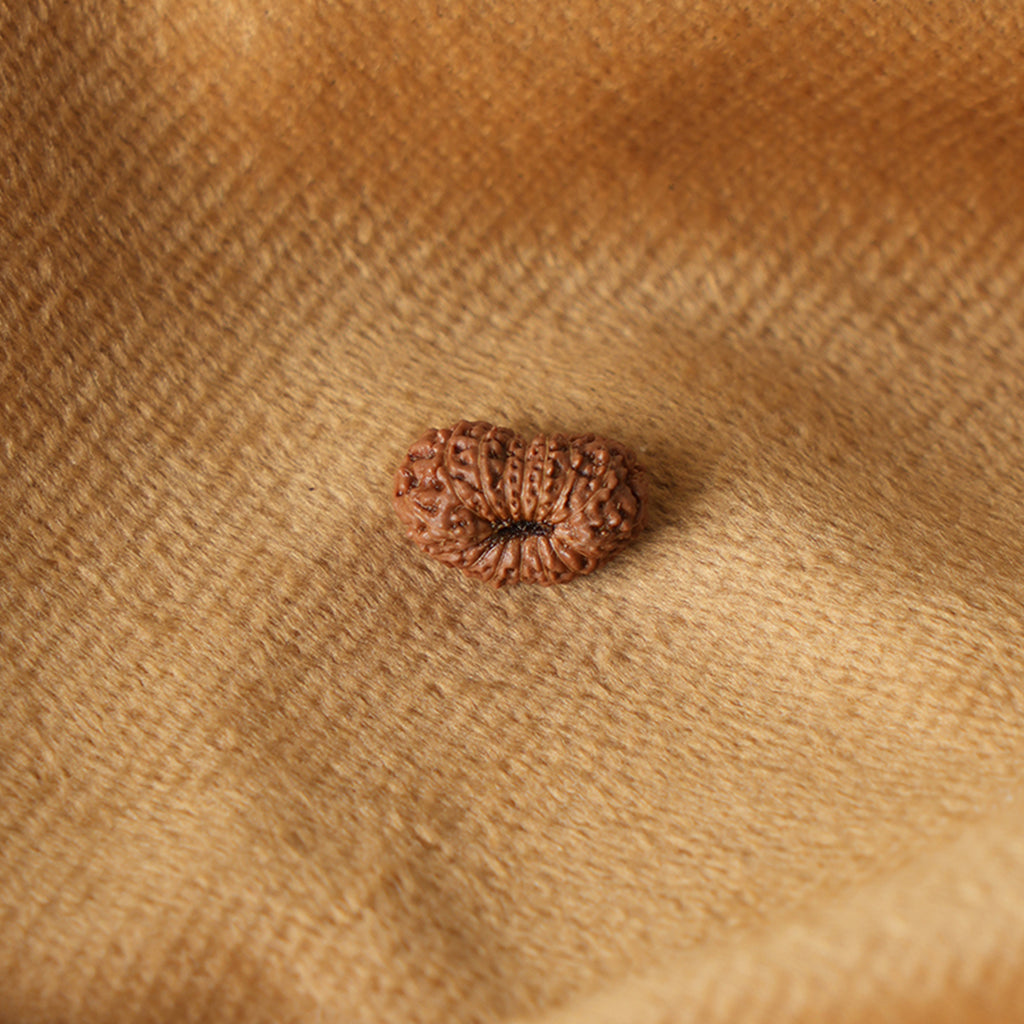 16 Mukhi Natural Indonesian Rudraksha_ Lab Certified