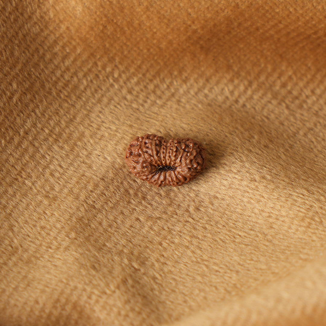 16 Mukhi Natural Indonesian Rudraksha_ Lab Certified
