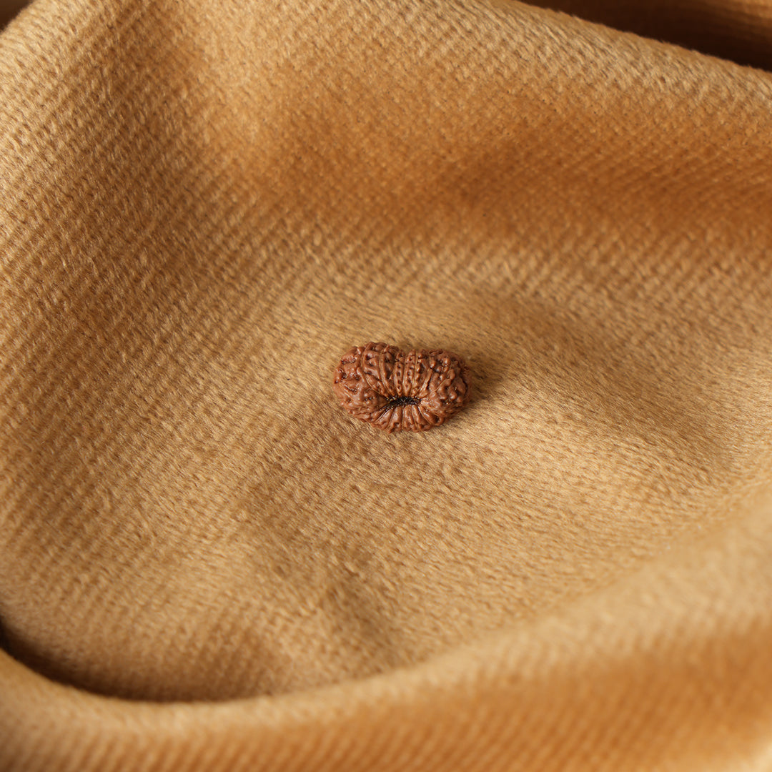 16 Mukhi Natural Indonesian Rudraksha_ Lab Certified