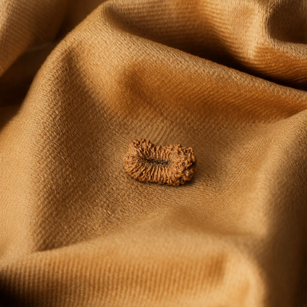 21 Mukhi Natural Indonesian Rudraksha_ Lab Certified