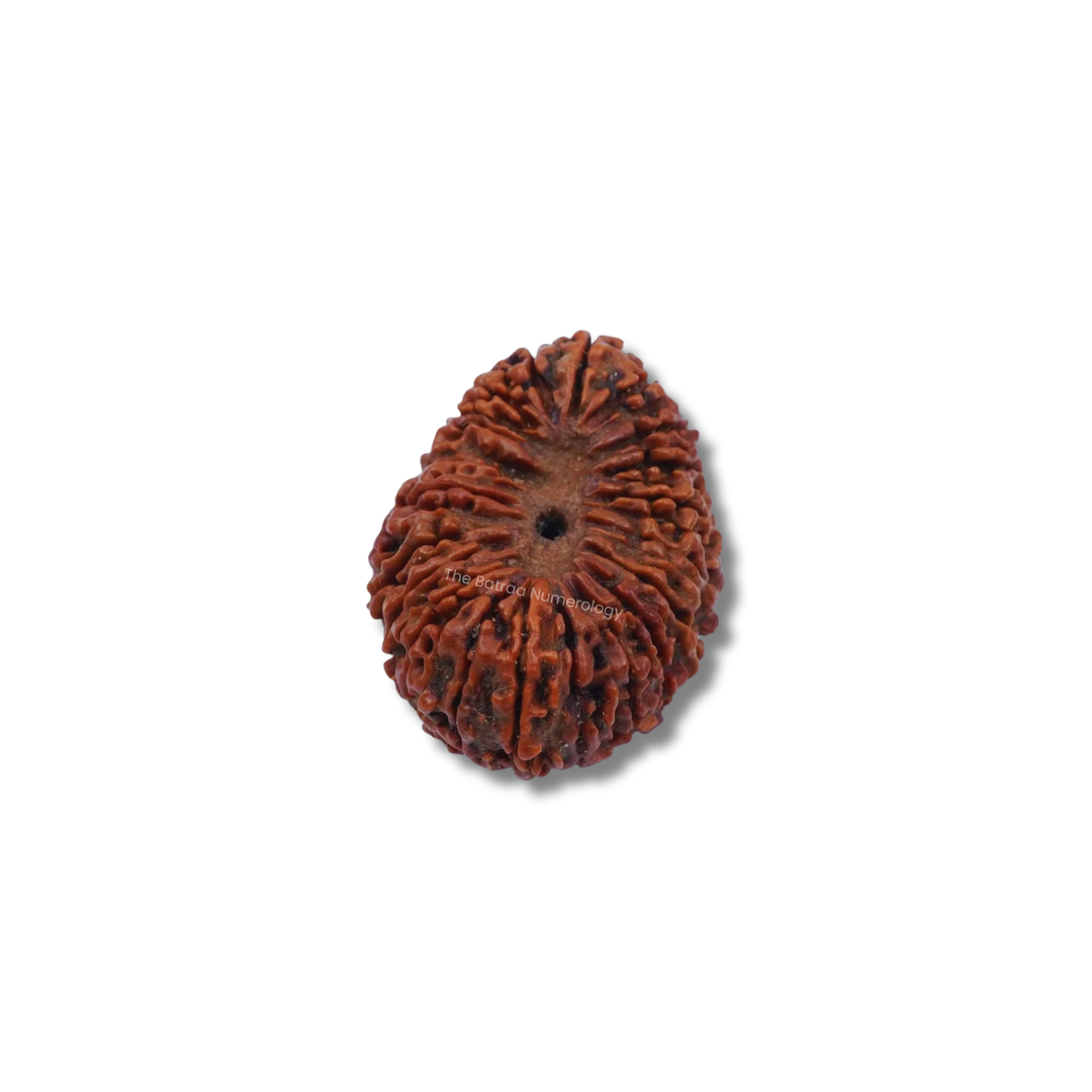 20 Mukhi Natural Indonesian Rudraksha_ Lab Certified
