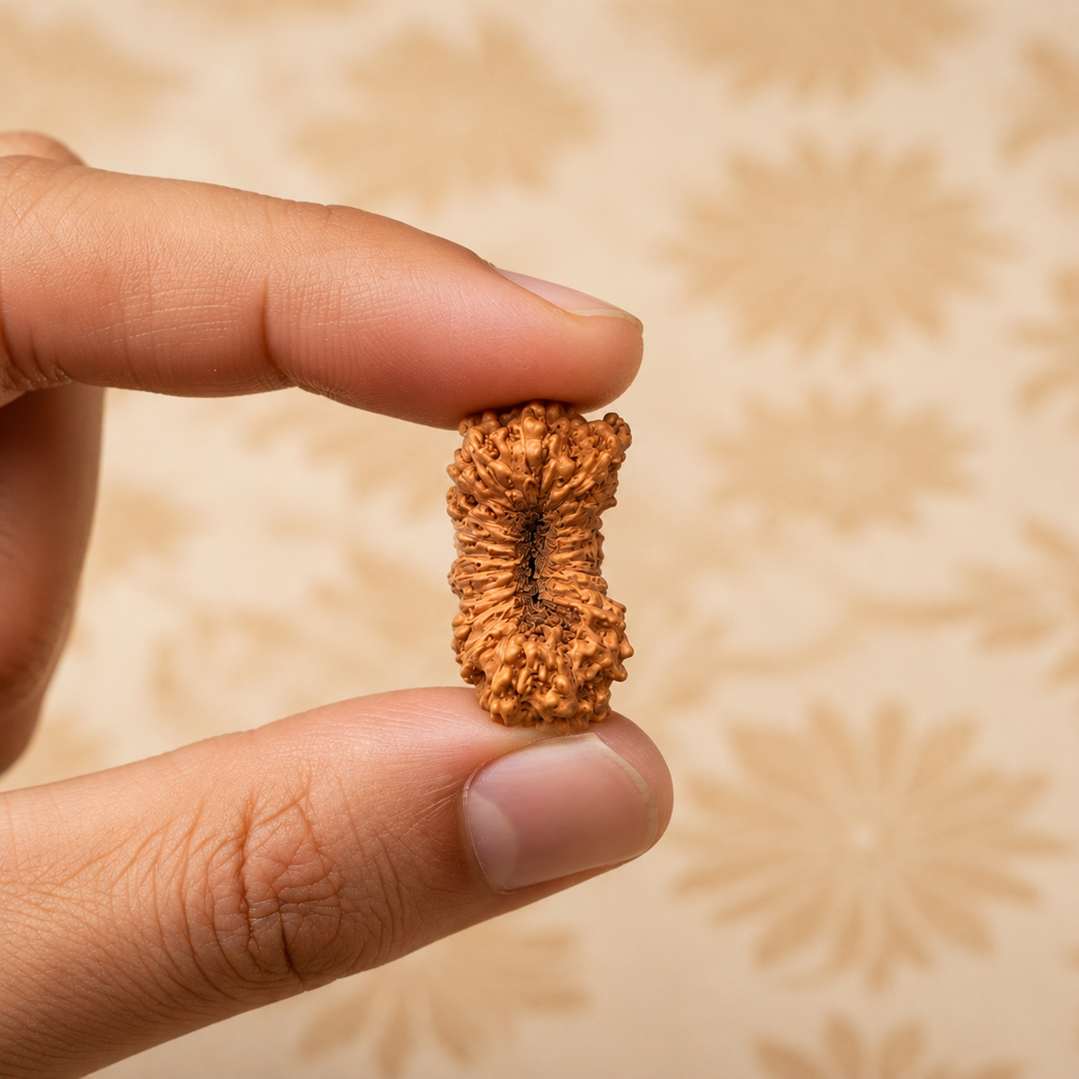 21 Mukhi Natural Indonesian Rudraksha_ Lab Certified