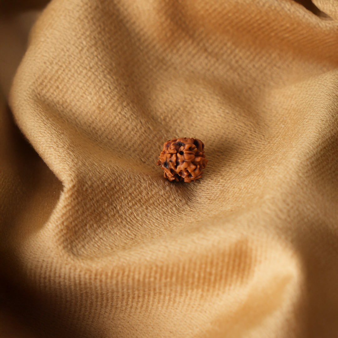 2 Mukhi Natural Rudraksha_ Lab Certified