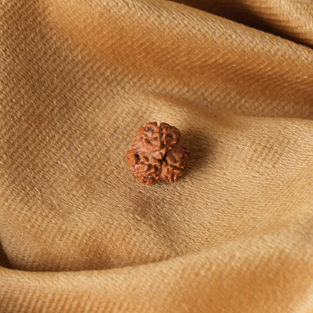 3 Mukhi Natural  Rudraksha_ Lab Certified