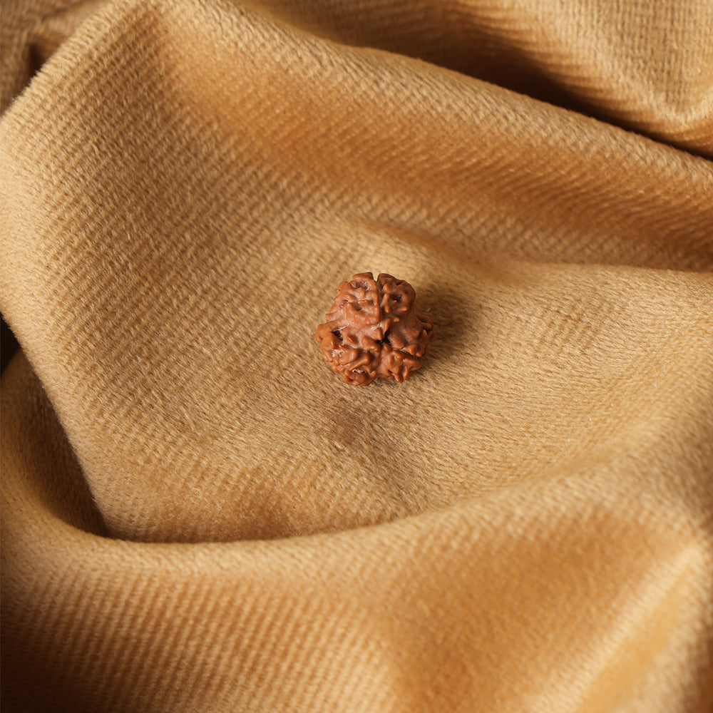 3 Mukhi Natural  Rudraksha_ Lab Certified