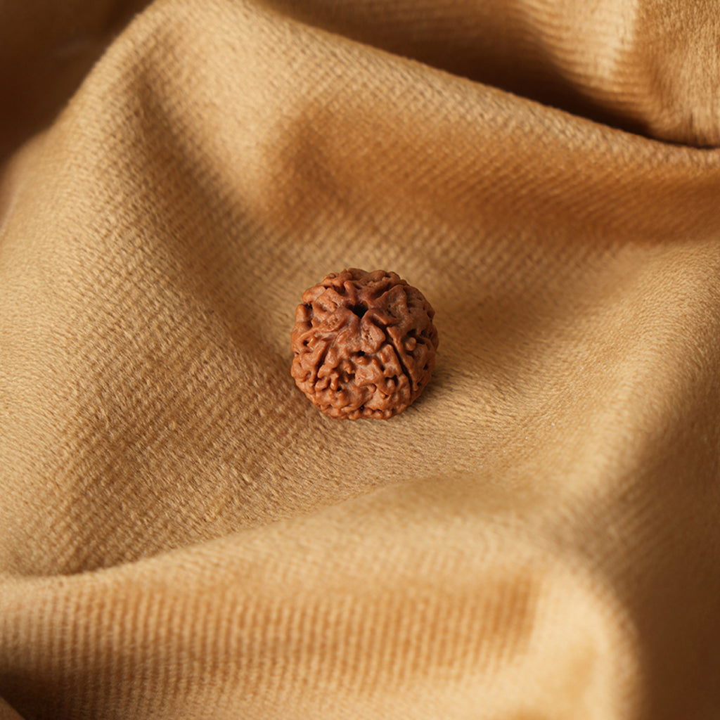 4 Mukhi Natural Rudraksha - Nepali_ Lab Certified