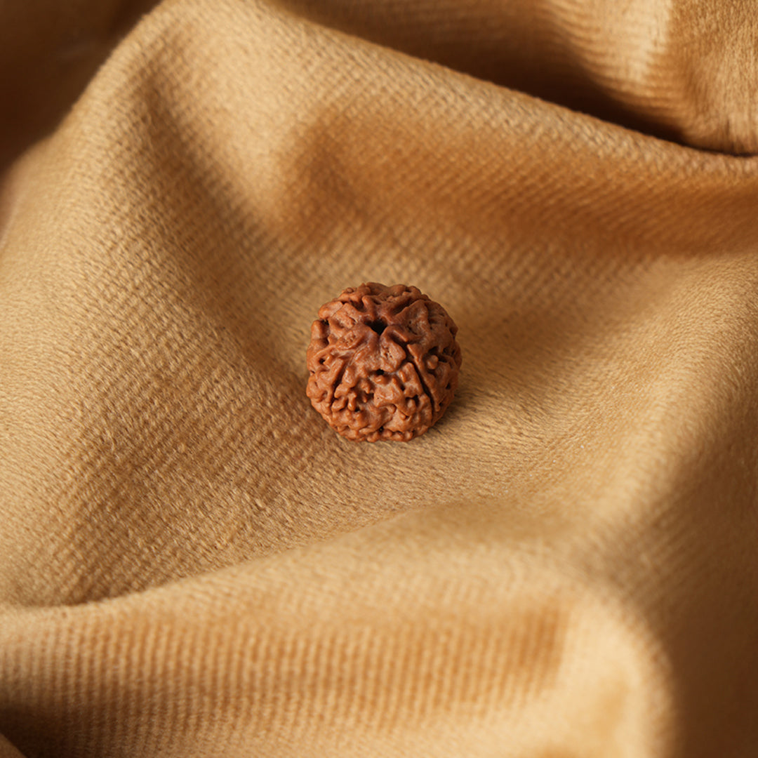 4 Mukhi Natural Rudraksha - Nepali_ Lab Certified