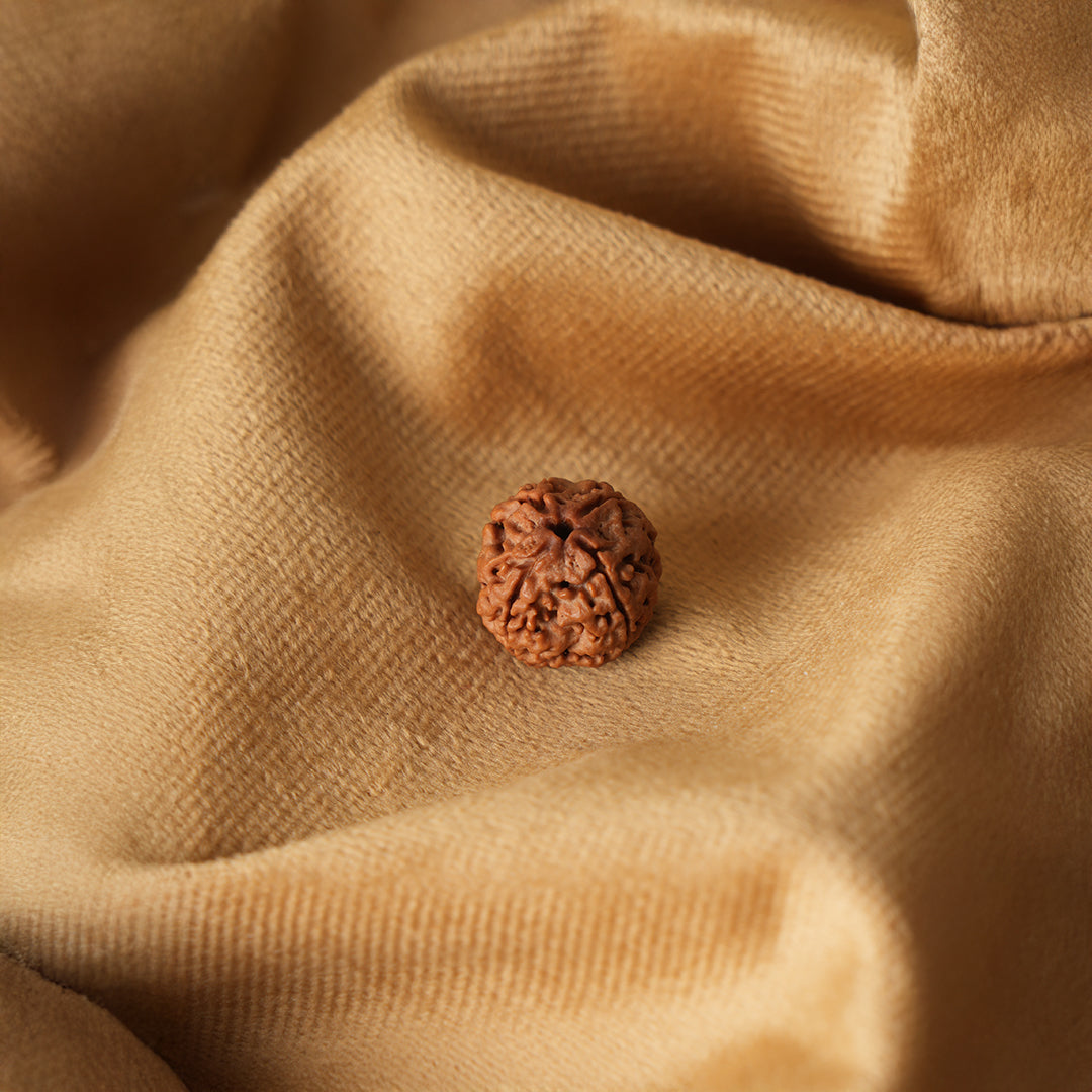 4 Mukhi Natural Rudraksha - Nepali_ Lab Certified