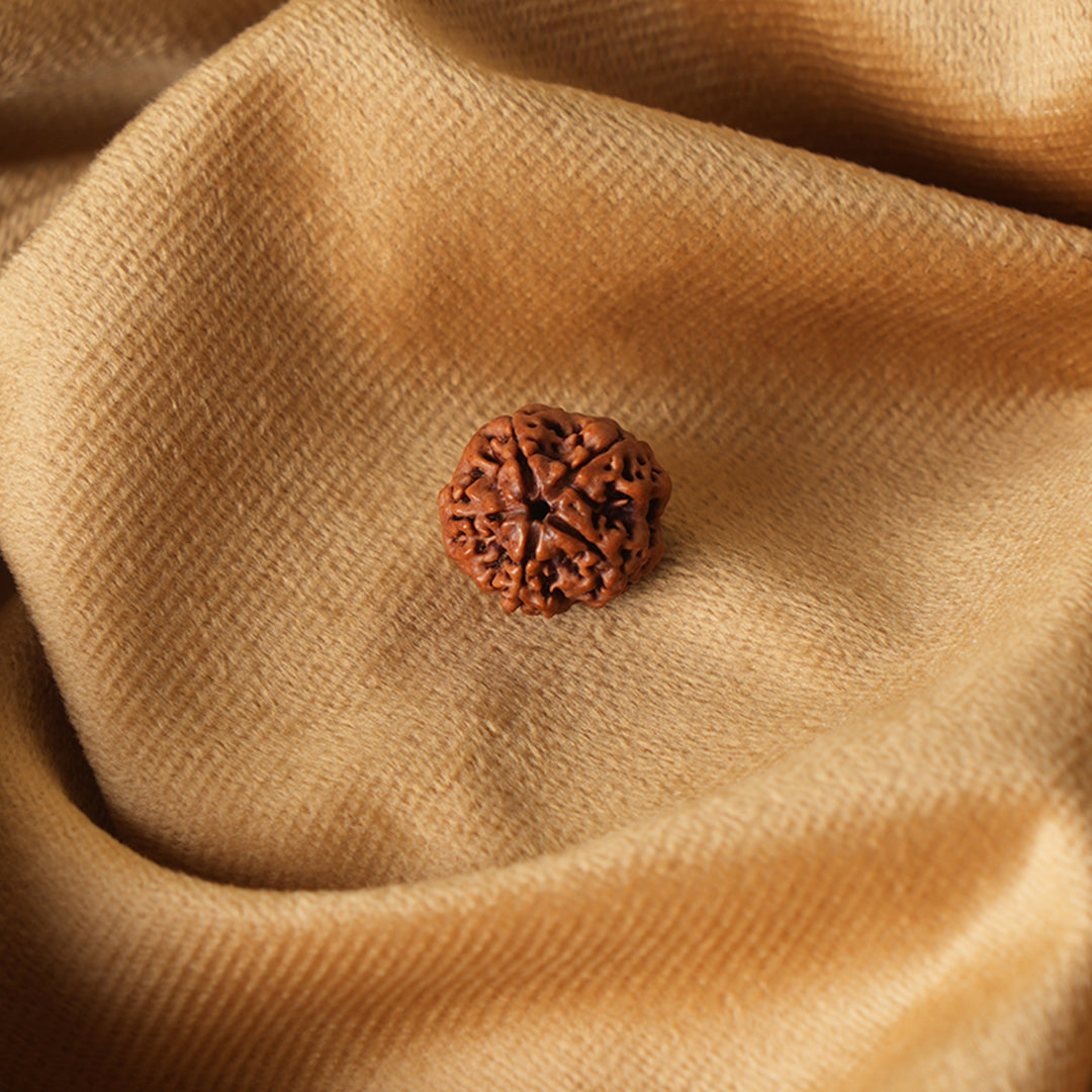 5 Mukhi Natural Rudraksha- Nepali_ Lab Certified