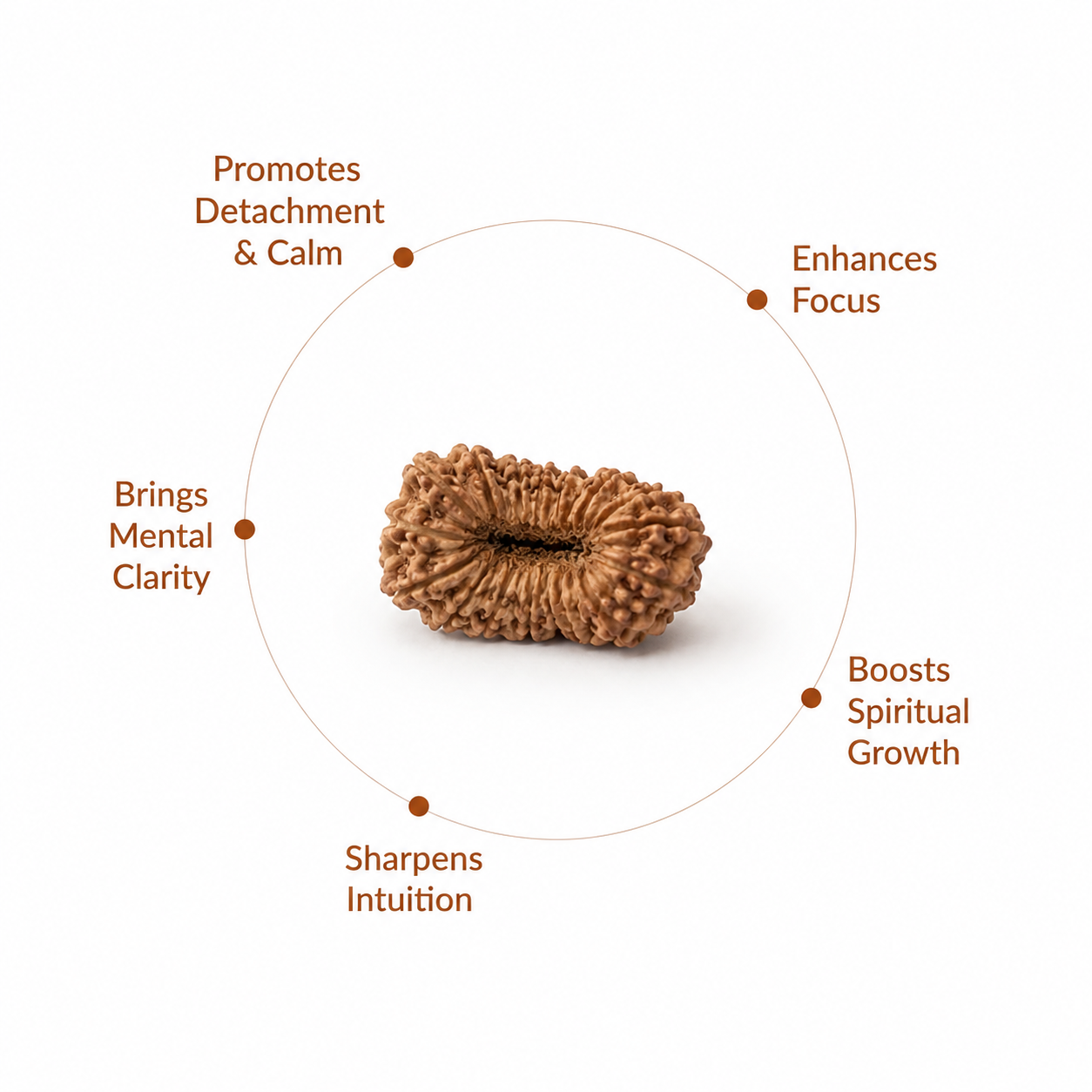 21 Mukhi Natural Indonesian Rudraksha_ Lab Certified
