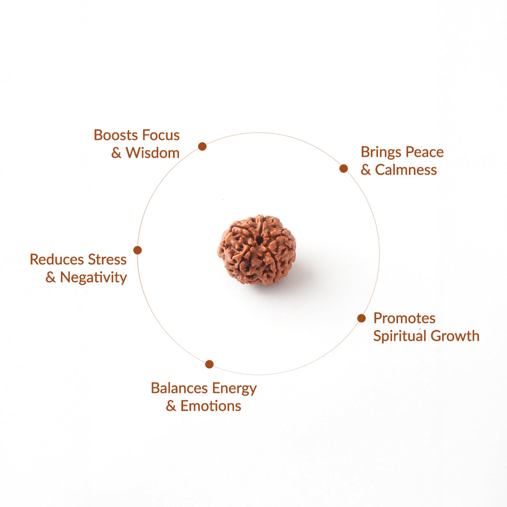 5 Mukhi Natural Rudraksha- Nepali_ Lab Certified