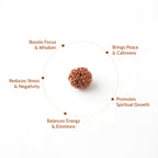 5 Mukhi Natural Rudraksha- Nepali_ Lab Certified