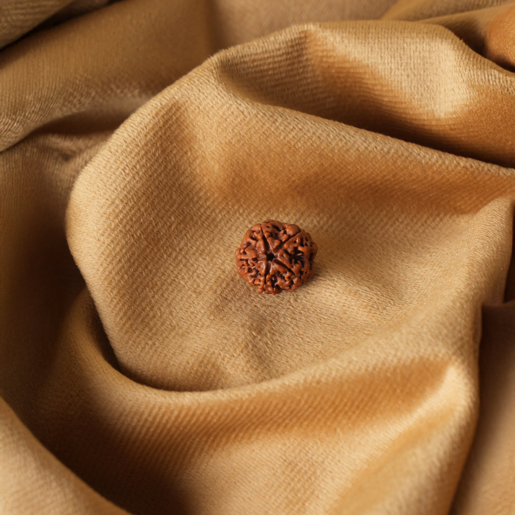 5 Mukhi Natural Rudraksha- Nepali_ Lab Certified