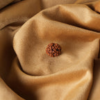 5 Mukhi Natural Rudraksha- Nepali_ Lab Certified