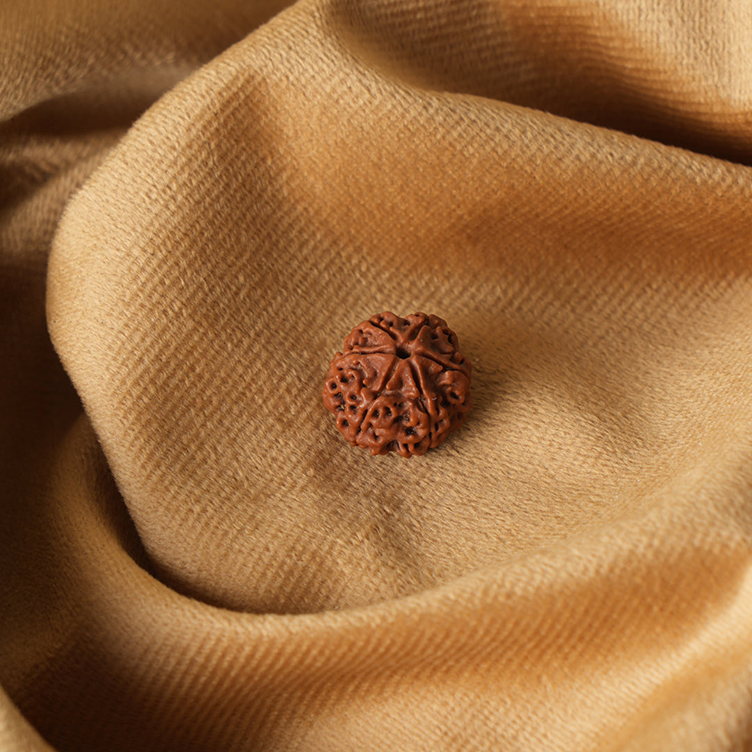 6 Mukhi Natural Nepali Rudraksha_ Lab Certified