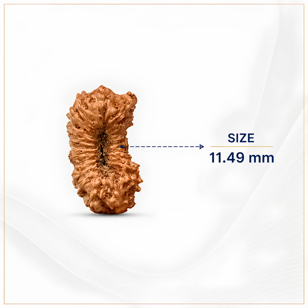 21 Mukhi Natural Indonesian Rudraksha_ Lab Certified