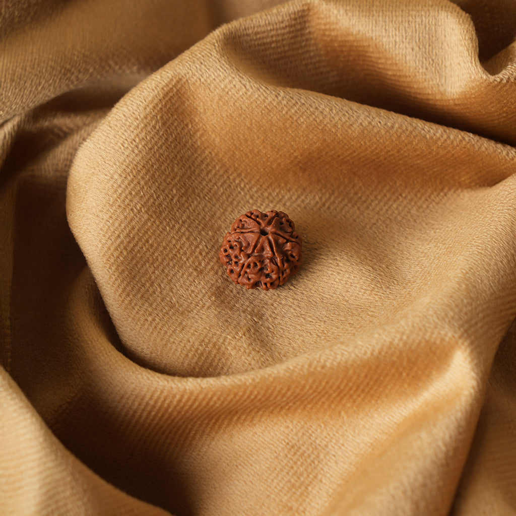 6 Mukhi Natural Nepali Rudraksha_ Lab Certified