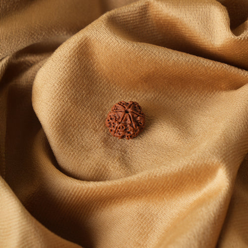 6 Mukhi Natural Nepali Rudraksha_ Lab Certified