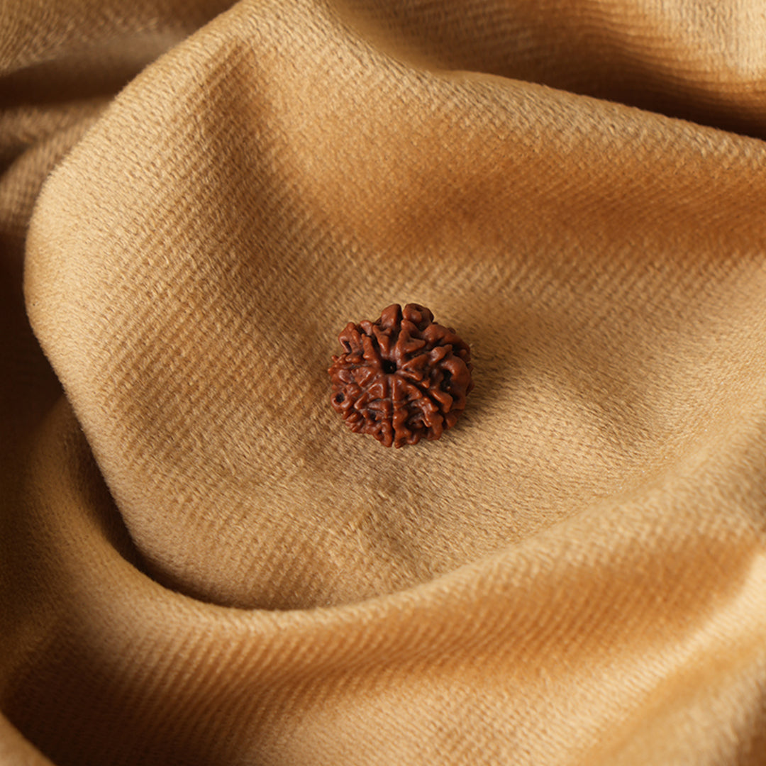 7 Mukhi Natural Nepali Rudraksha_ Lab Certified