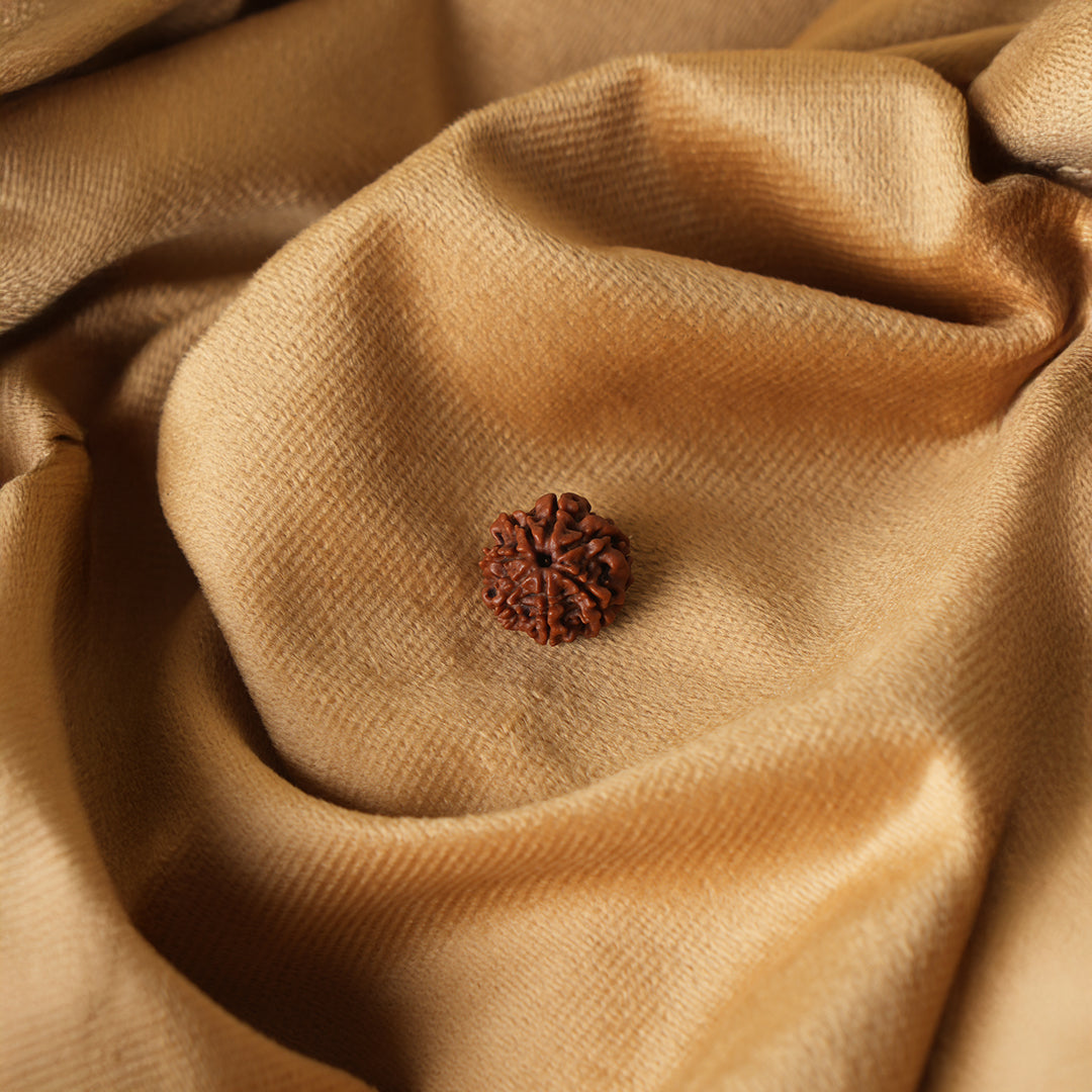 7 Mukhi Natural Nepali Rudraksha_ Lab Certified