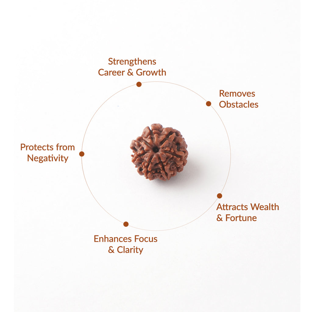 7 Mukhi Natural Nepali Rudraksha_ Lab Certified
