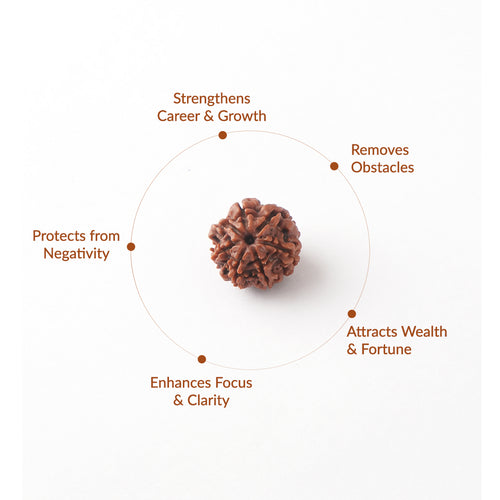 17 Mukhi Natural Indonesian Rudraksha_ Lab Certified