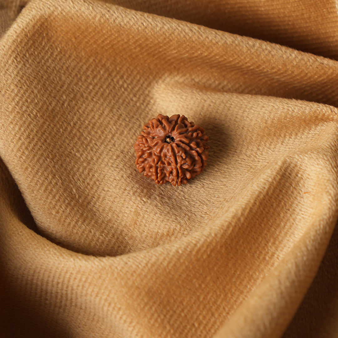 8 Mukhi Natural Rudraksha_ Lab Certified