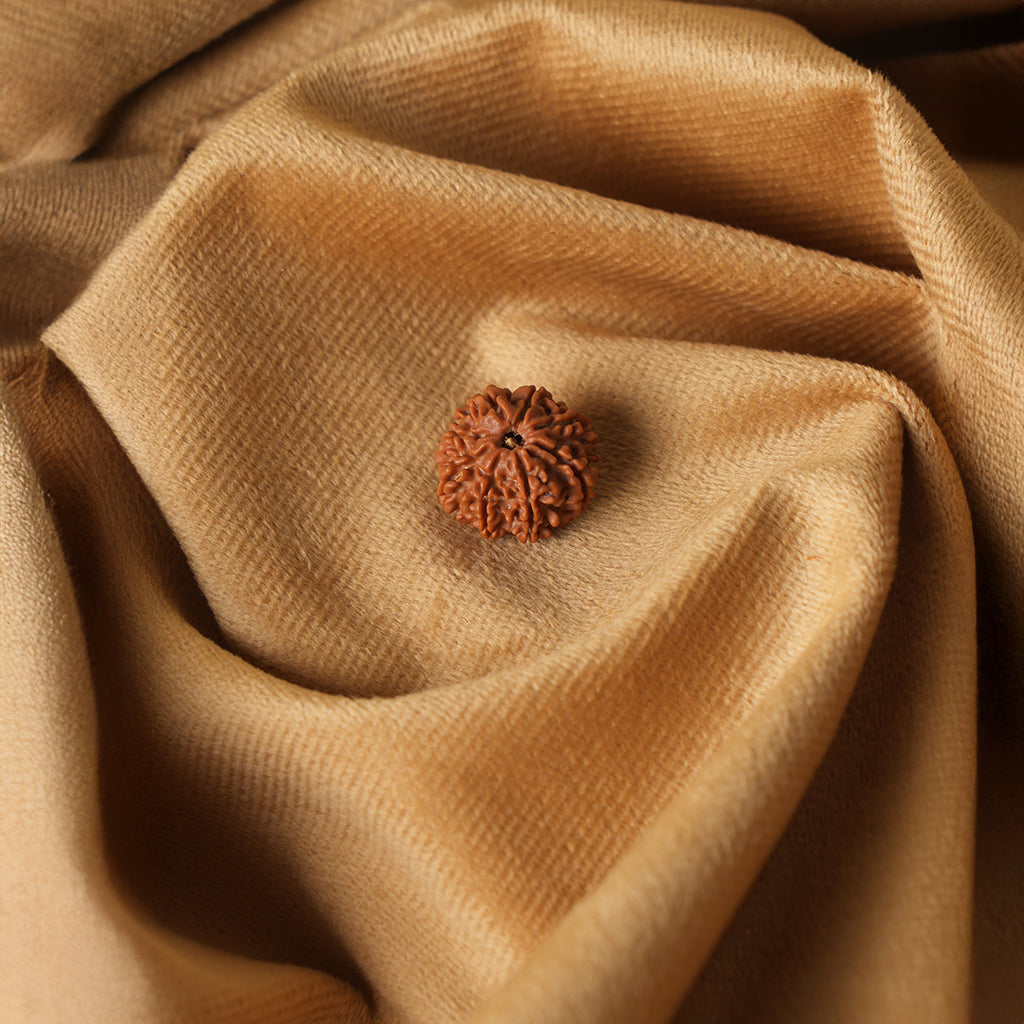 8 Mukhi Natural Rudraksha_ Lab Certified