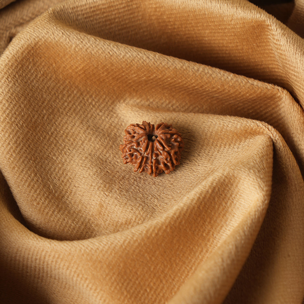 9 Mukhi Natural Rudraksha_ Lab Certified