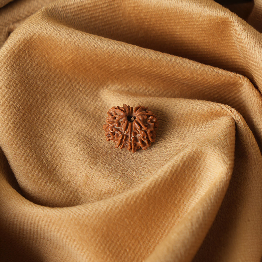 9 Mukhi Natural Rudraksha_ Lab Certified