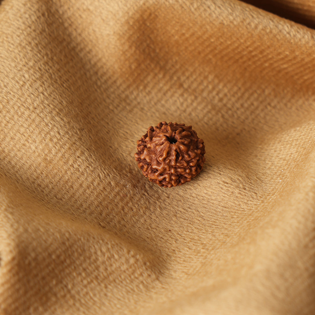 19 Mukhi Natural Indonesian Rudraksha_ Lab Certified