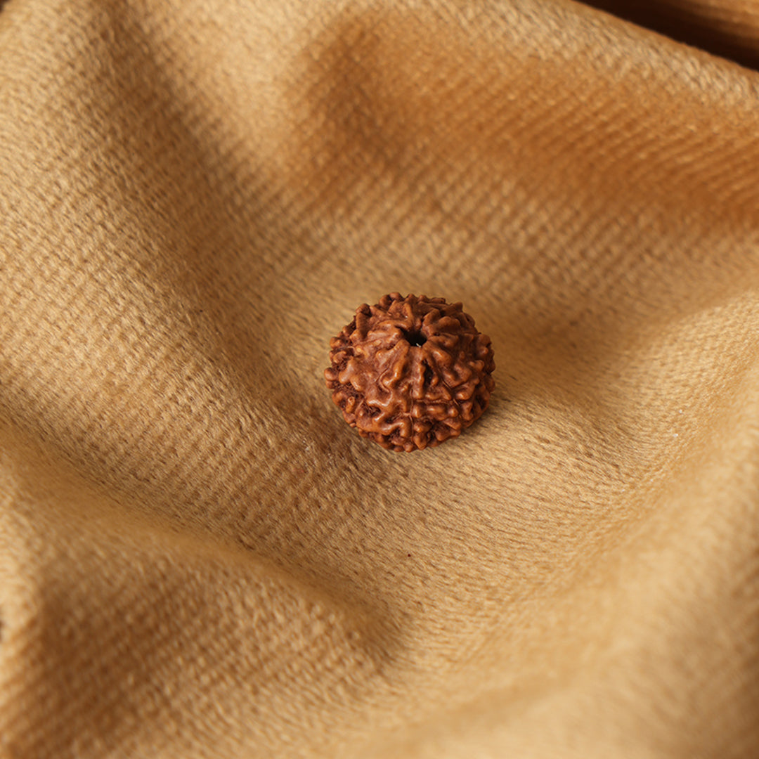 19 Mukhi Natural Indonesian Rudraksha_ Lab Certified