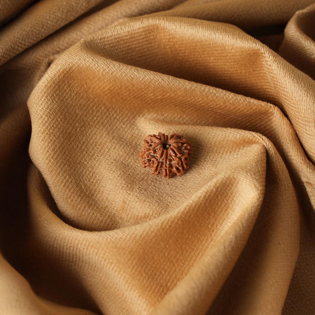 9 Mukhi Natural Rudraksha_ Lab Certified