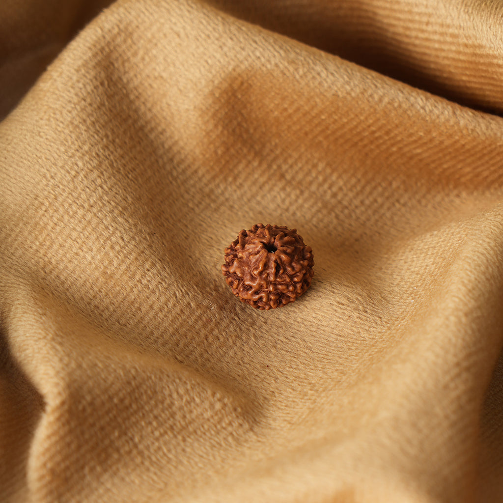 9 Mukhi Natural Rudraksha_ Lab Certified