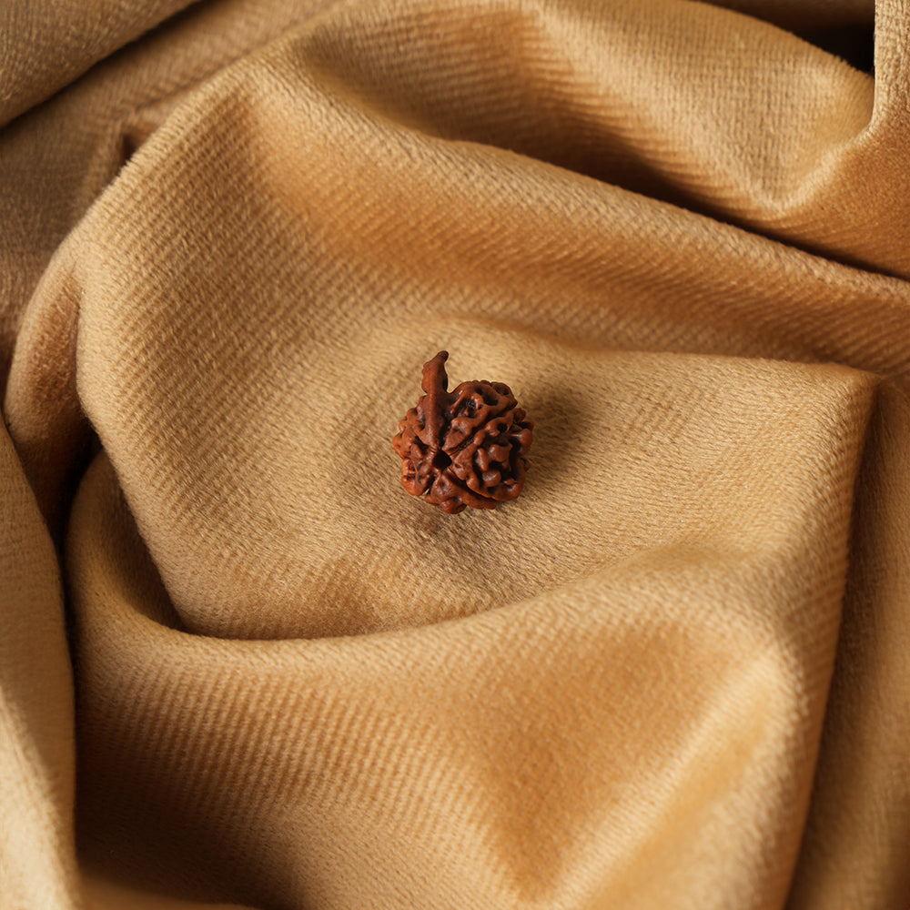 Ganesh Rudraksha_ Lab Certified