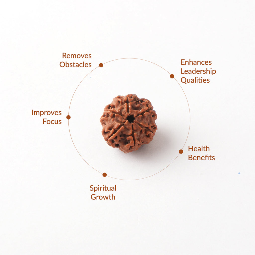6 Mukhi Natural Nepali Rudraksha_ Lab Certified